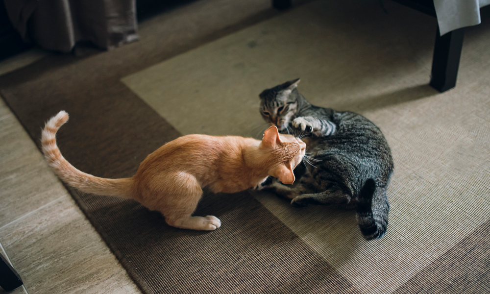 Why Cats Fight and How to Calm the Aggression NutriSource Pet Foods